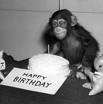 Happy-Birthday-Chimp