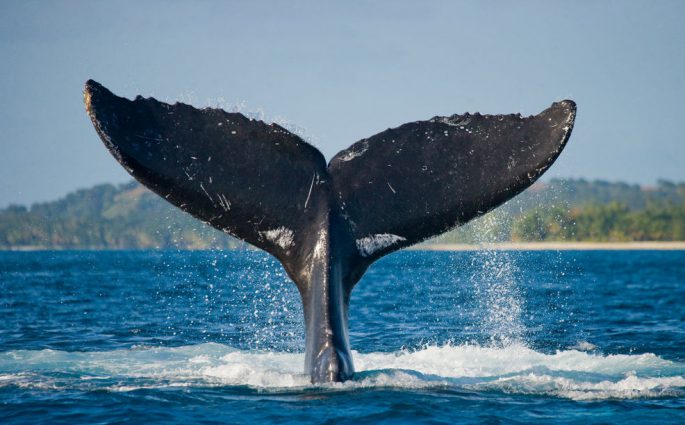 Whale Jonah